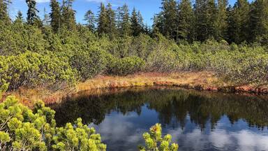 great piece of nature at Šumava