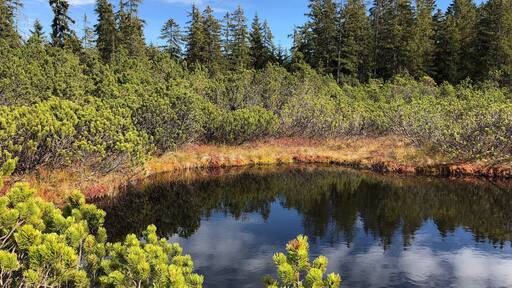 great piece of nature at Šumava