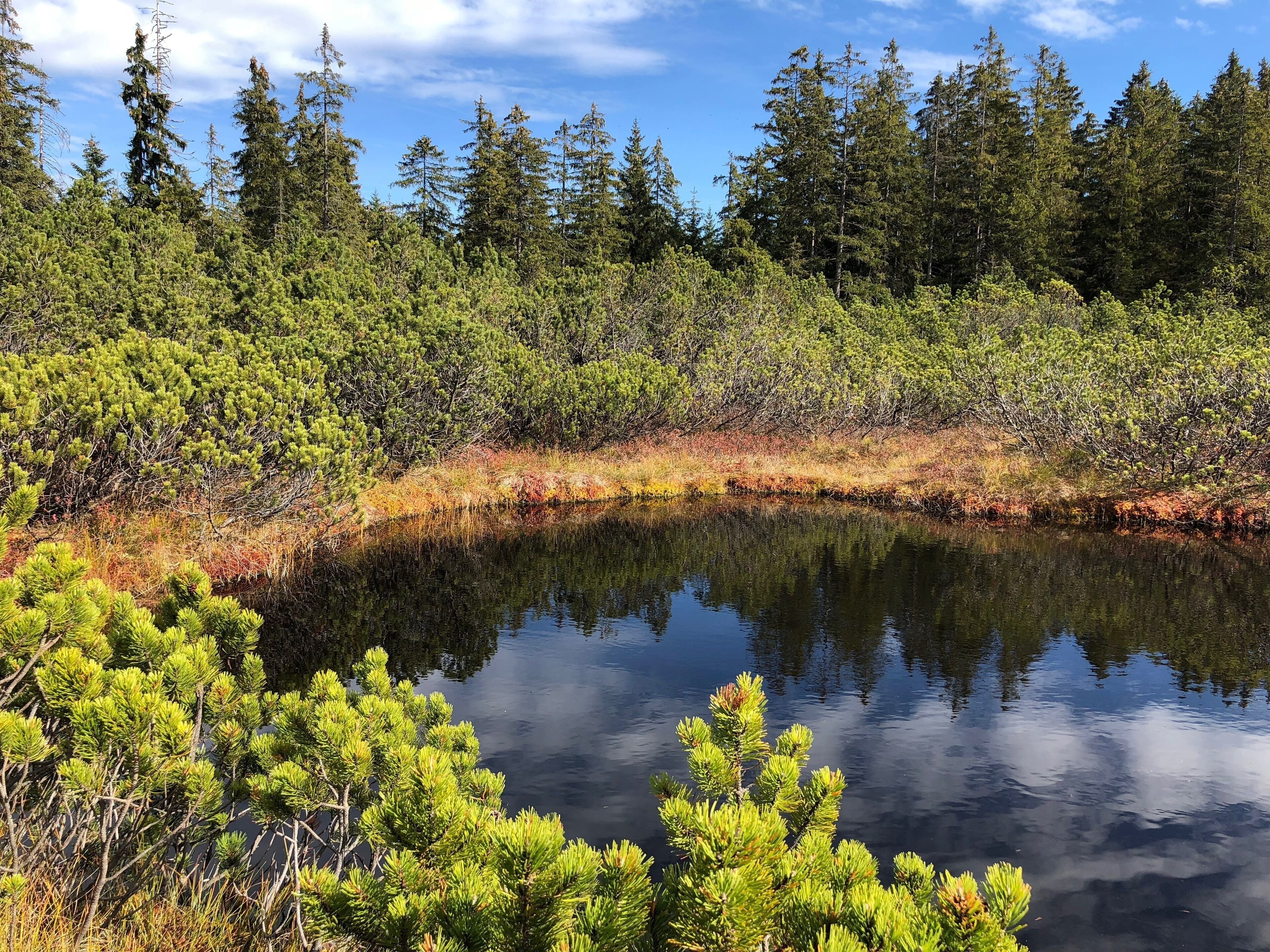 A serene lake surrounded by dense coniferous forest.