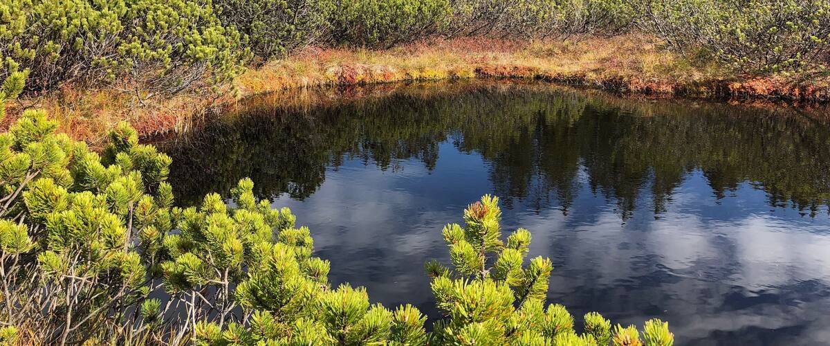 A serene lake surrounded by dense coniferous forest.