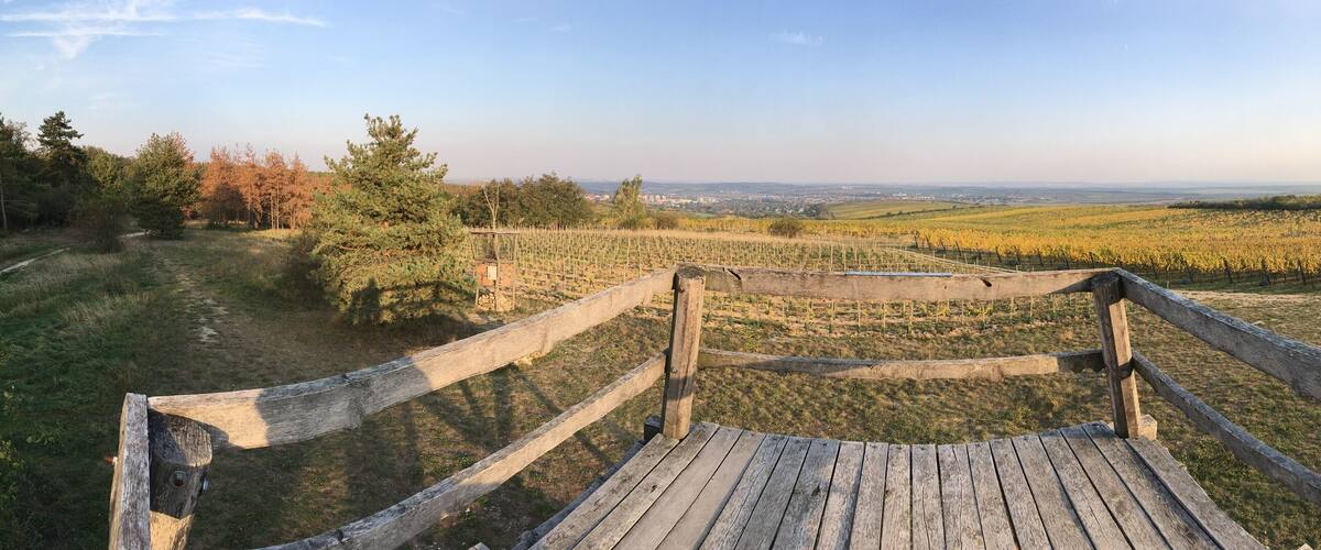 A wooden bench overlooking a vineyard with rows of grapevines and a distant view of a town.