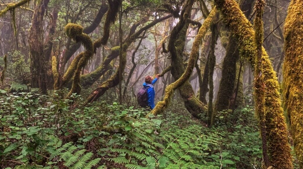 Dozens of trails wind there way through the ancient laurel forests in Garajonay National Park. These ancient trees are covered on all sides by moss, creating a fairytale setting.