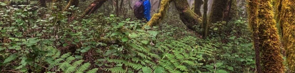Dozens of trails wind there way through the ancient laurel forests in Garajonay National Park. These ancient trees are covered on all sides by moss, creating a fairytale setting.