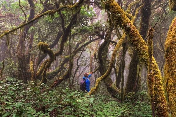 Dozens of trails wind there way through the ancient laurel forests in Garajonay National Park. These ancient trees are covered on all sides by moss, creating a fairytale setting.