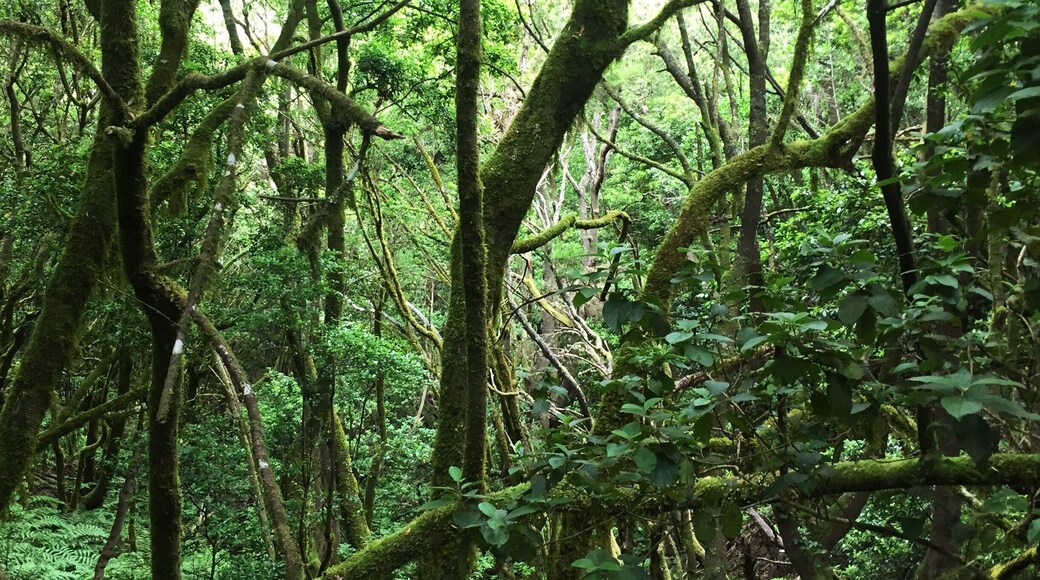Beautiul Laurisilva (La Gomera - Canary Islands / Spain)
#forest #nationalpark #lagomera #canaryislands
August 2018 - Iphone 6