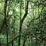 Un bosque tupido con árboles altos cubiertos de musgo y helechos.