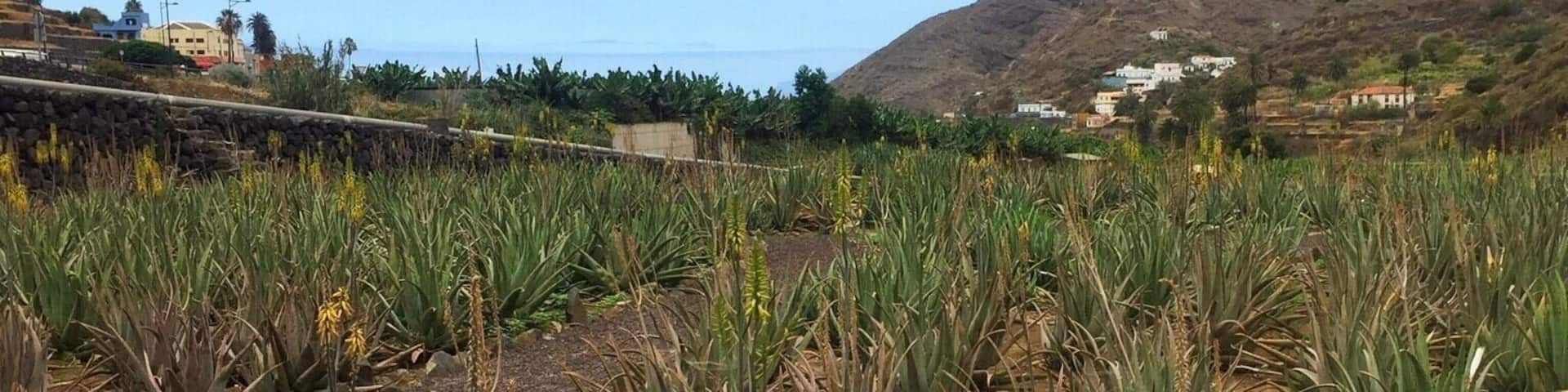 Aloe Vera Field (Hermigua - La Gomera - Canary Islands)
#lagomera #canaryislands
August 2018 - iPhone 6
