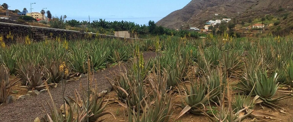 A field of agave plants with a mountainous backdrop and coastal buildings.