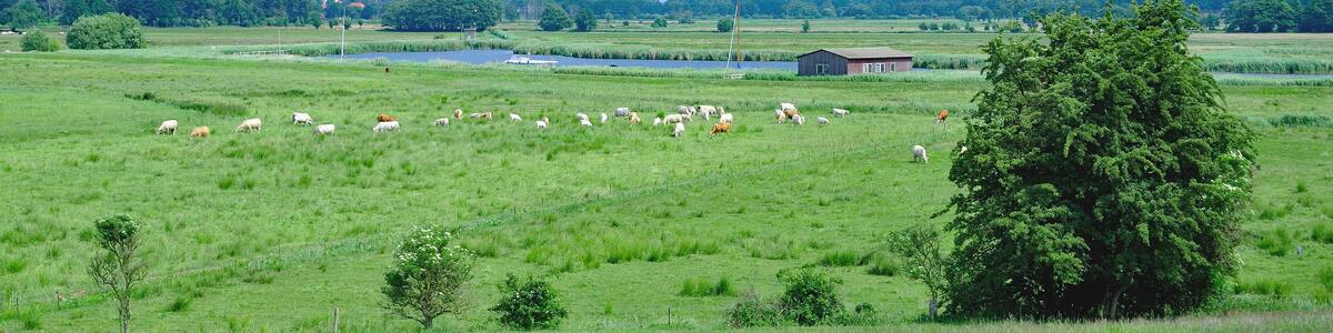 am Achterwasser bei Loddin auf der Insel Usedom,Ostsee,Mecklenburg-Vorpommern,Deutschland