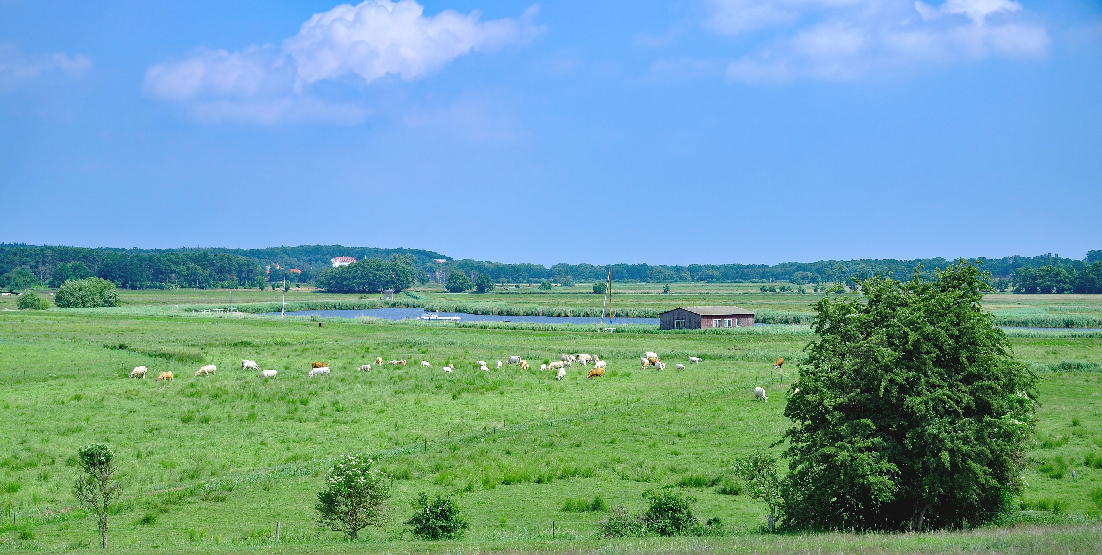 A green field with grazing sheep, a lake, and a red building.