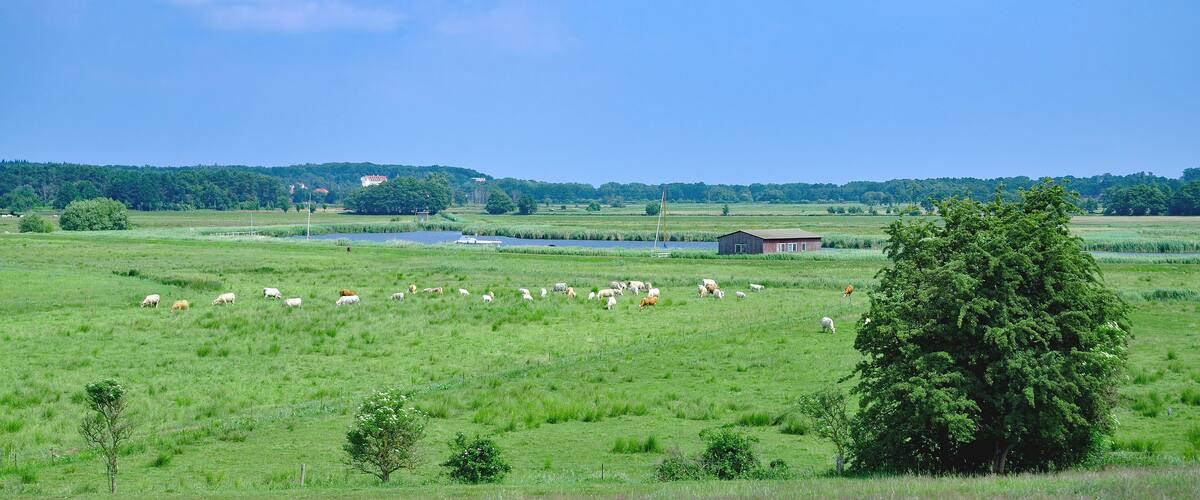 A green field with grazing sheep, a lake, and a red building.