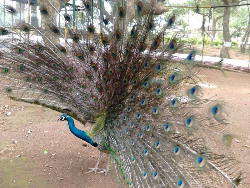 Peacock in full bloom 