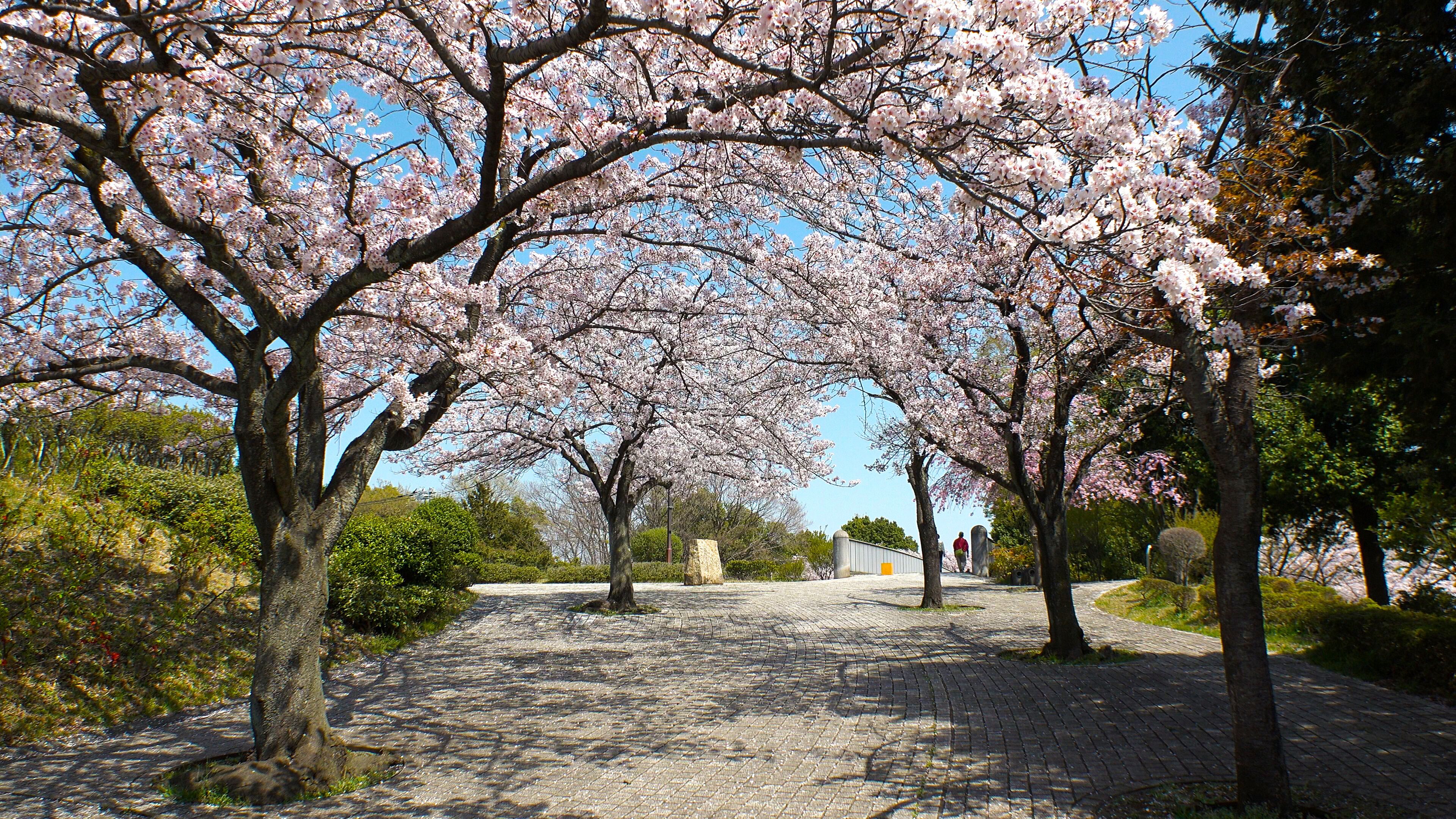TAMA CITY,  TOKYO,  JAPAN - CIRCA APRIL 2018 : Scenery of CHERRY BLOSSOMS in RESIDENTIAL AREA at TAMA CITY area.