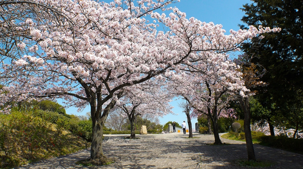 TAMA CITY, TOKYO, JAPAN - CIRCA APRIL 2018 : Scenery of CHERRY BLOSSOMS in RESIDENTIAL AREA at TAMA CITY area.