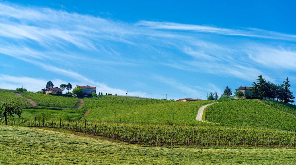 Vineyards of Monferrato near Nizza at springtime