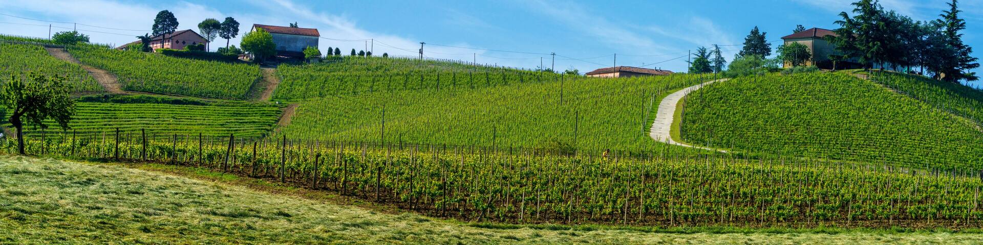 Vineyards of Monferrato near Nizza at springtime
