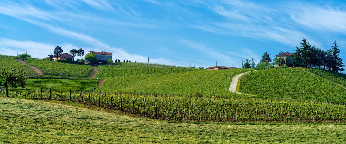 A vineyard with rows of grapevines, a winding path, and houses on a hillside under a clear blue sky.