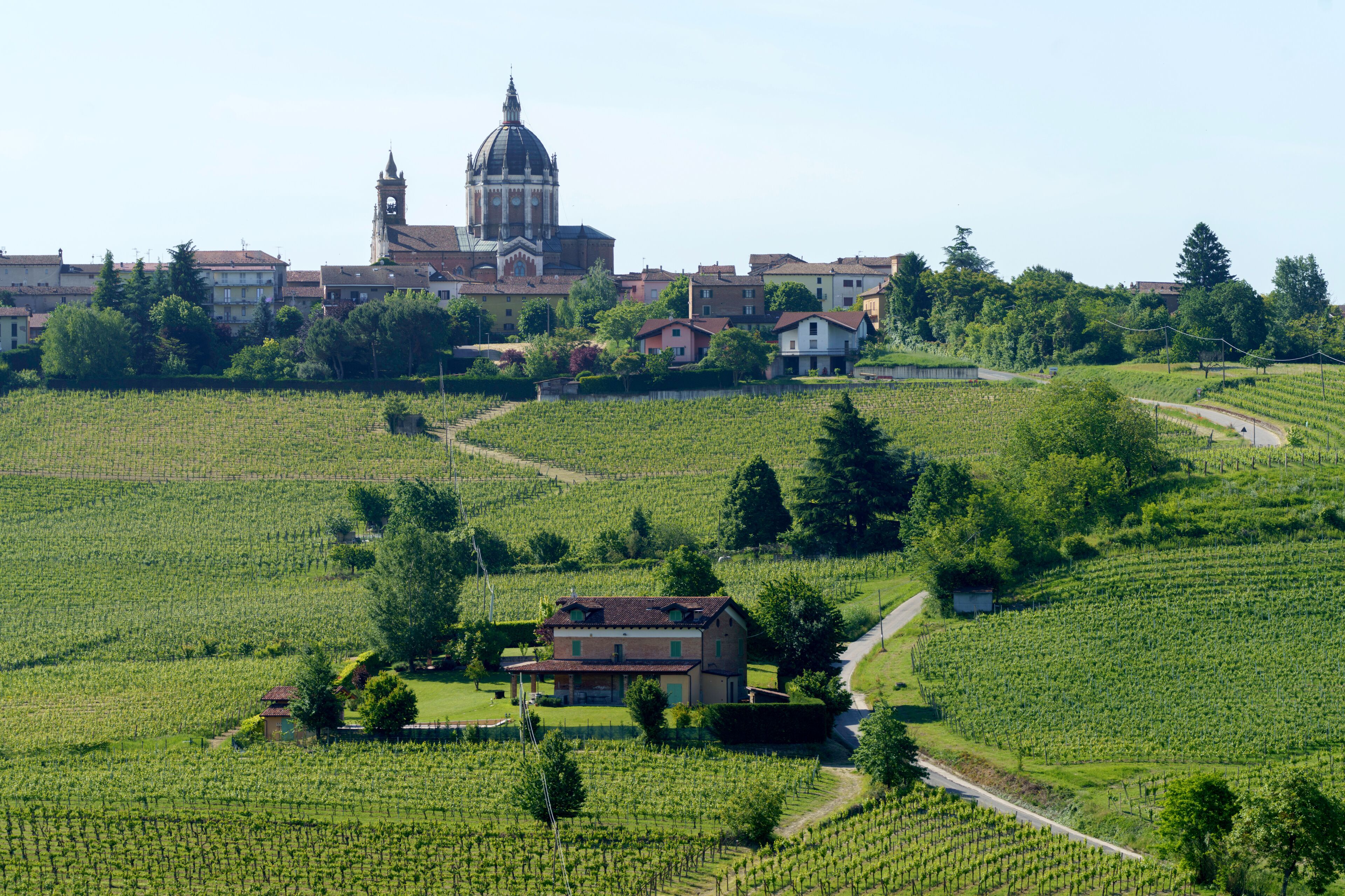 Vineyards of Monferrato near Nizza at springtime