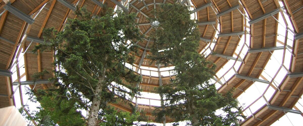 The amazing tree top walk way in the beautiful Bavarian Forest.