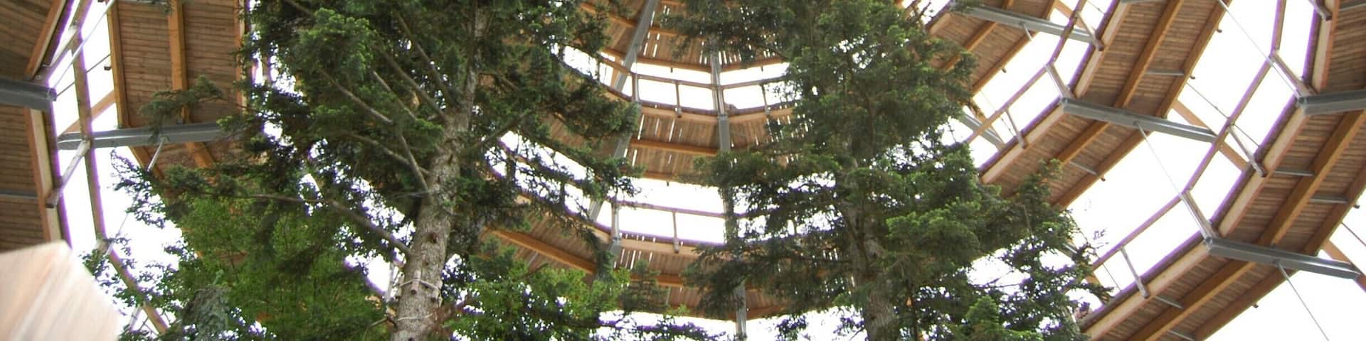 The amazing tree top walk way in the beautiful Bavarian Forest.