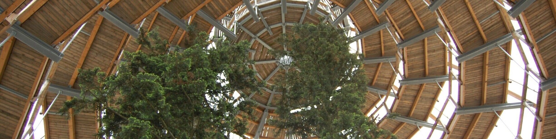 The amazing tree top walk way in the beautiful Bavarian Forest.