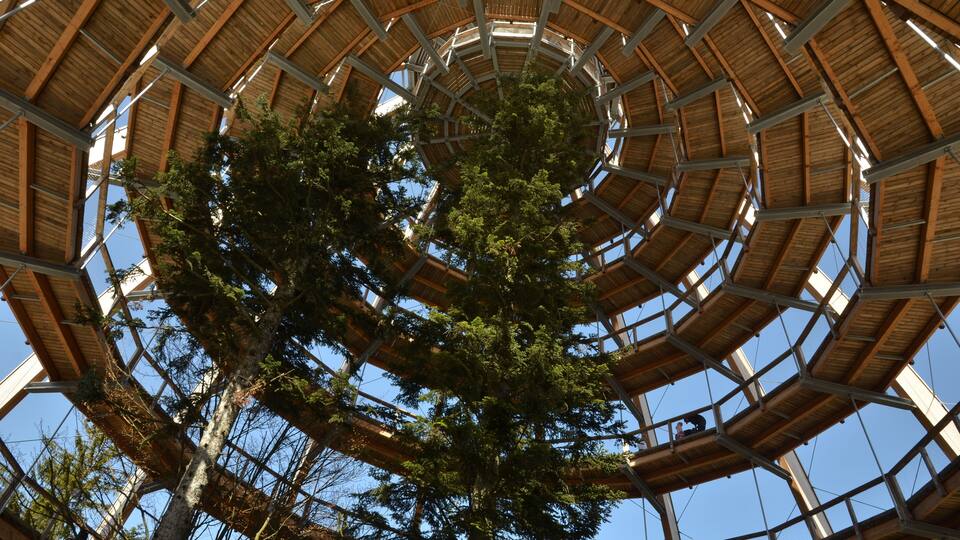 A spiral wooden structure with a tree in the center.