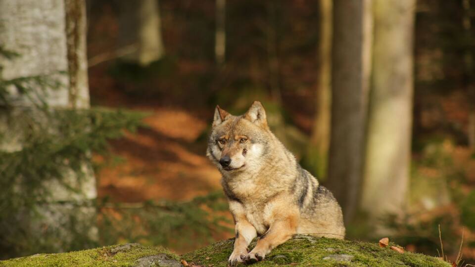 A wolf sitting on a moss-covered rock in a forest.