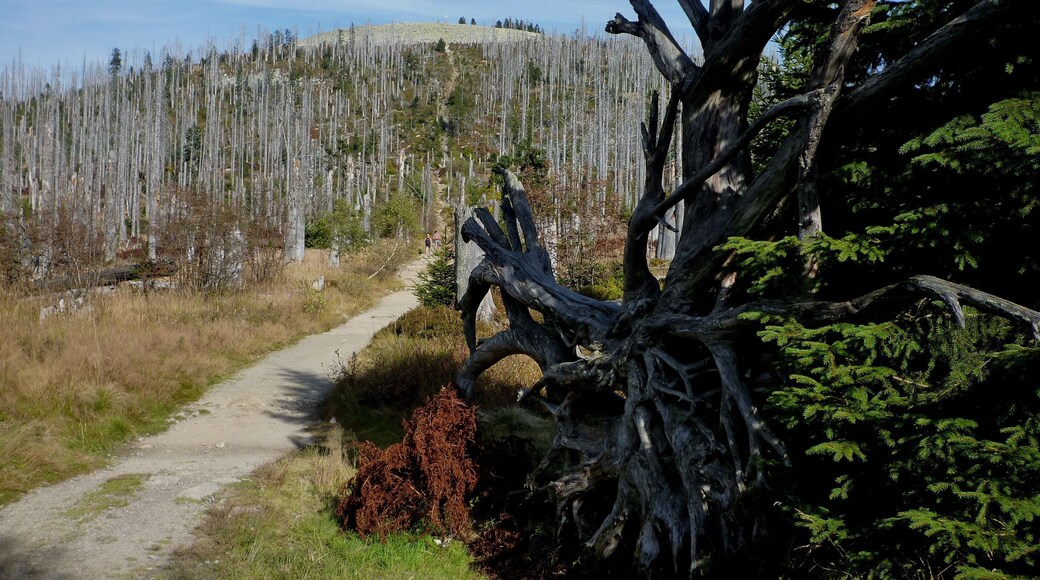Im Nationalpark Bayerischer Wald, Lusen 1373 m ü.NN.