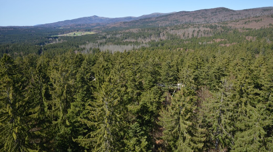 Cesta v korunách stromů, výhled z rozhledny - Neuschönau, Německo