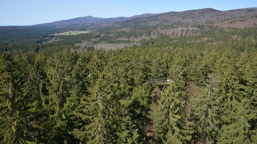 Cesta v korunách stromů, výhled z rozhledny - Neuschönau, Německo