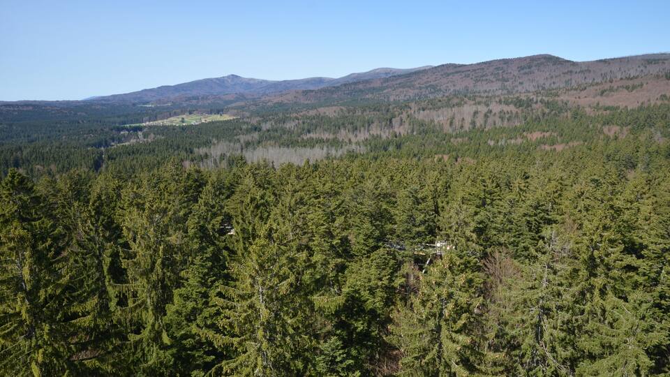 A dense forest with a lake and distant mountains.
