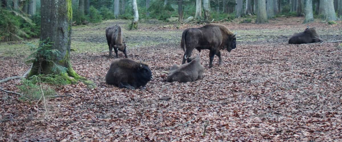 Bisons in the Nationalpark
