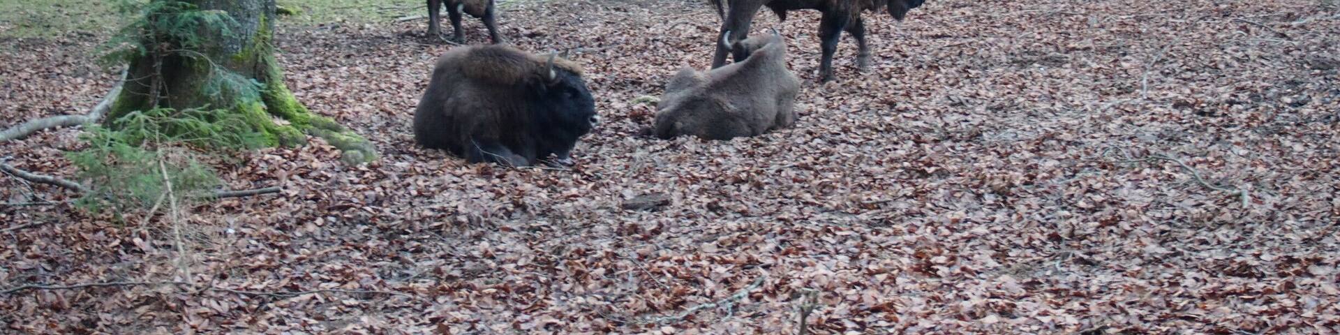 Bisons in the Nationalpark