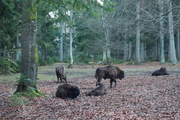 Bisons in the Nationalpark