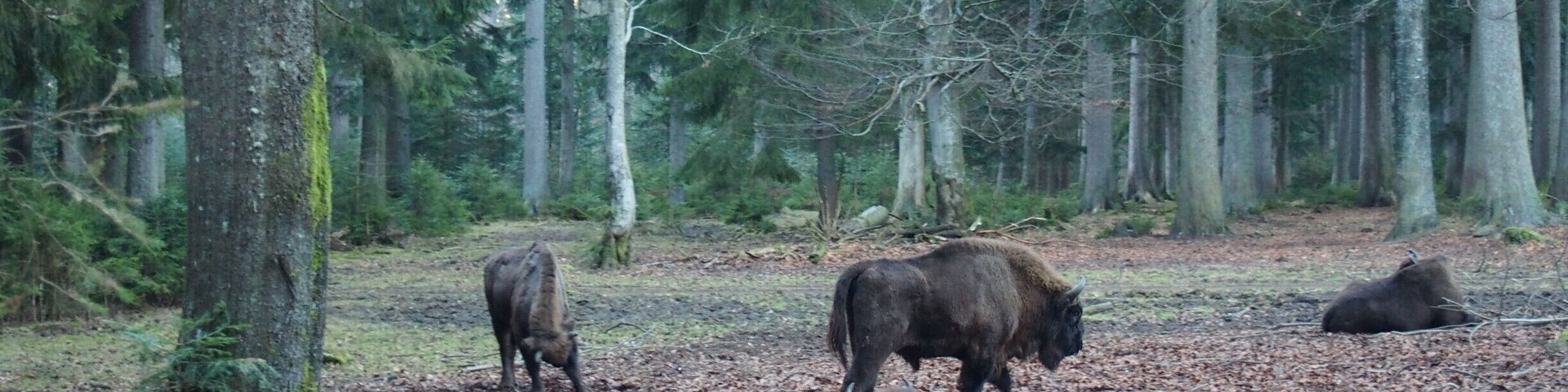 Bisons in the Nationalpark