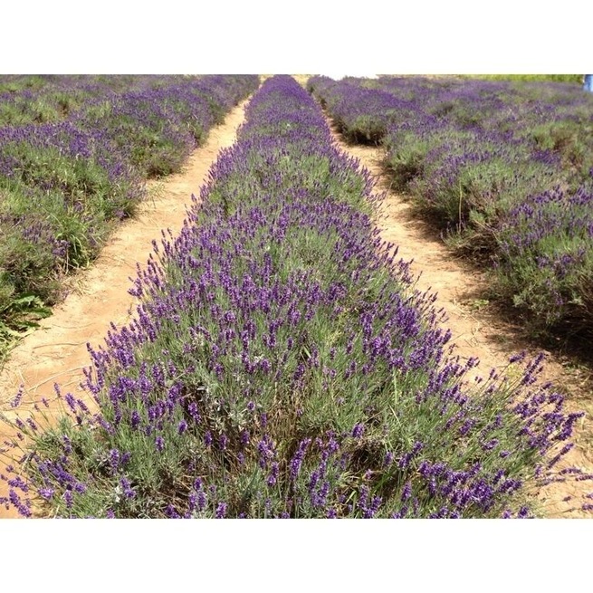 Lavender field at Willow Pond Farm in Fairfield, PA.