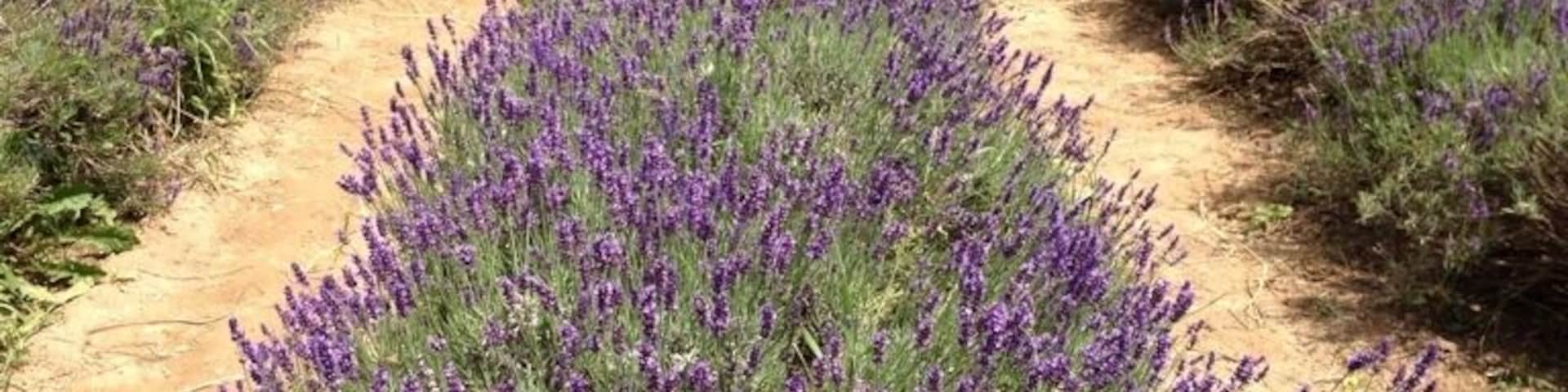 Lavender field at Willow Pond Farm  in Fairfield, PA.