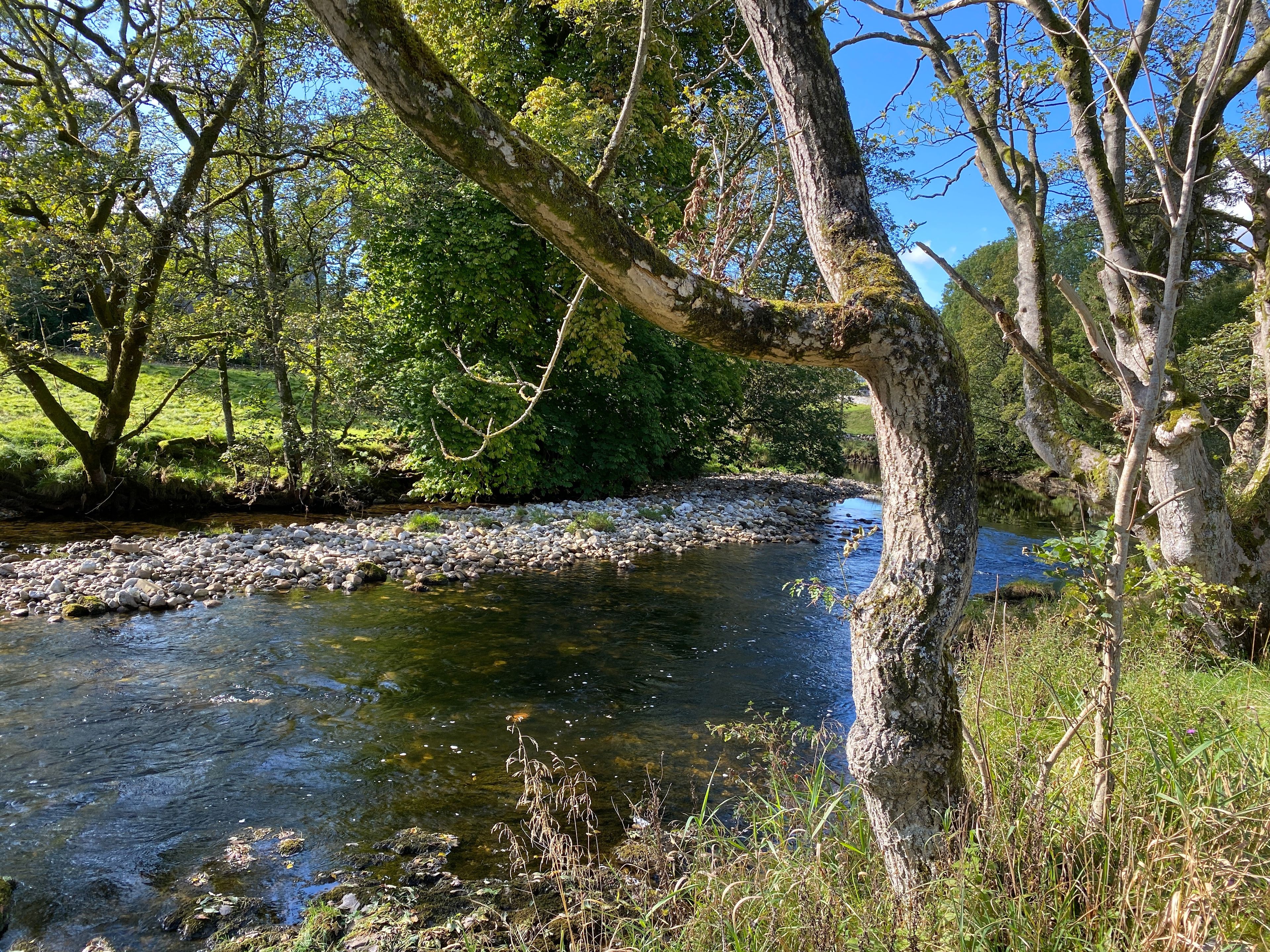 Ein Fluss fließt durch einen Wald, dessen Ufer von Felsen und Bäumen gesäumt sind.