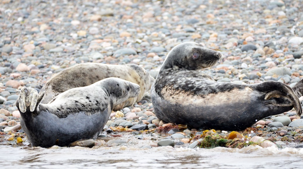 Robben ruhen sich an einem Kiesstrand aus.