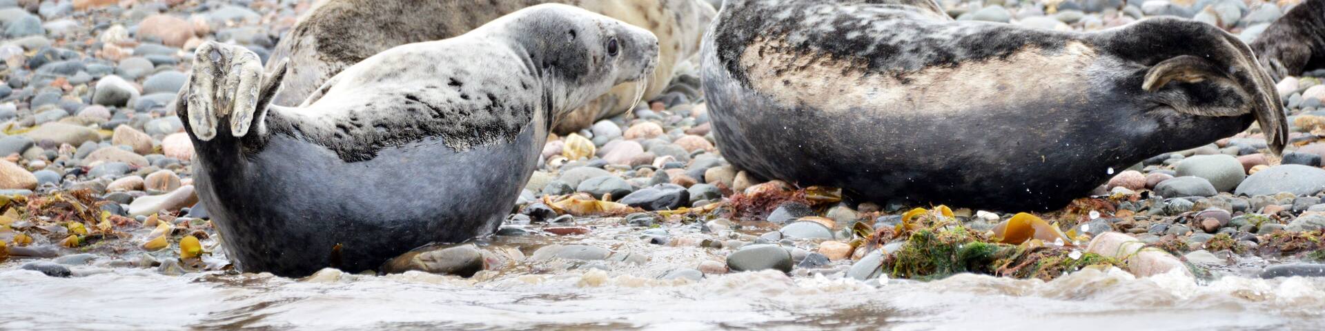 Seals resting on a pebbly beach.