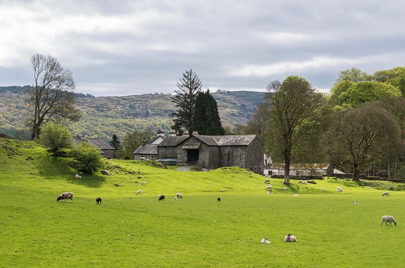 A green field with sheep grazing, a stone building, and trees in a rural landscape.