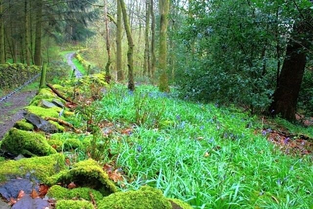Track to Bouth Fall Stile The bluebells are just beginning to show.