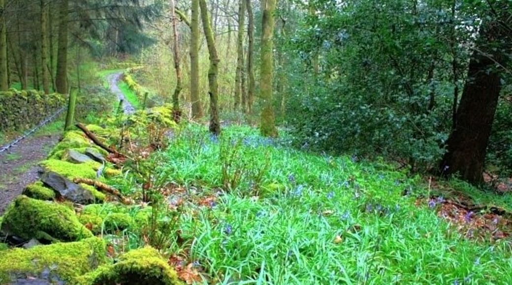 Track to Bouth Fall Stile The bluebells are just beginning to show.