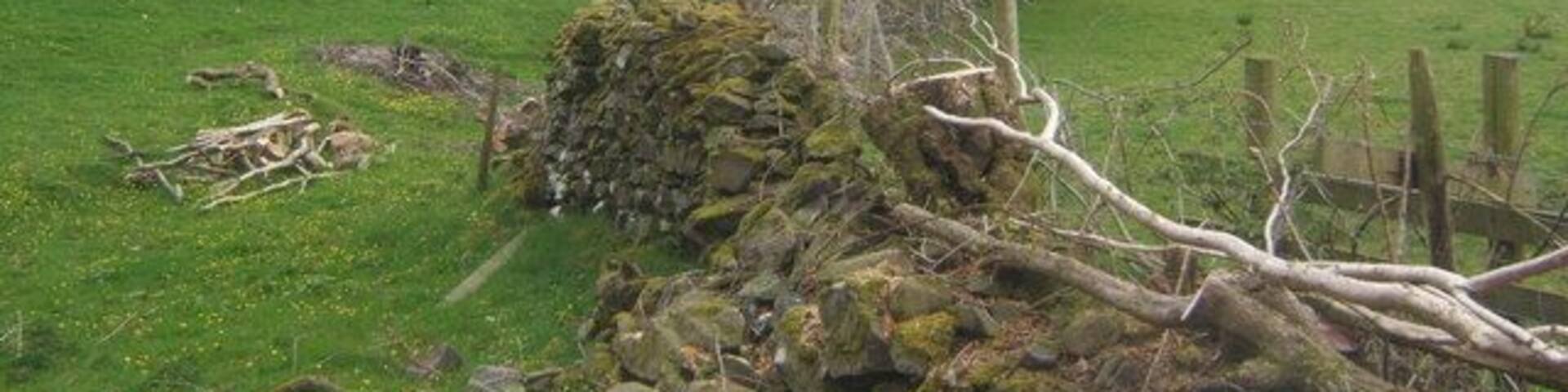 Fields near Lowick It looks as though young trees have been cleared from around the old wall.