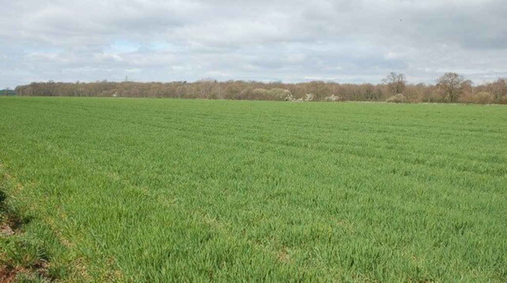 Coddington Plantation from Grove Farm.