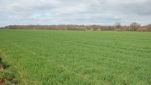 Coddington Plantation from Grove Farm.
