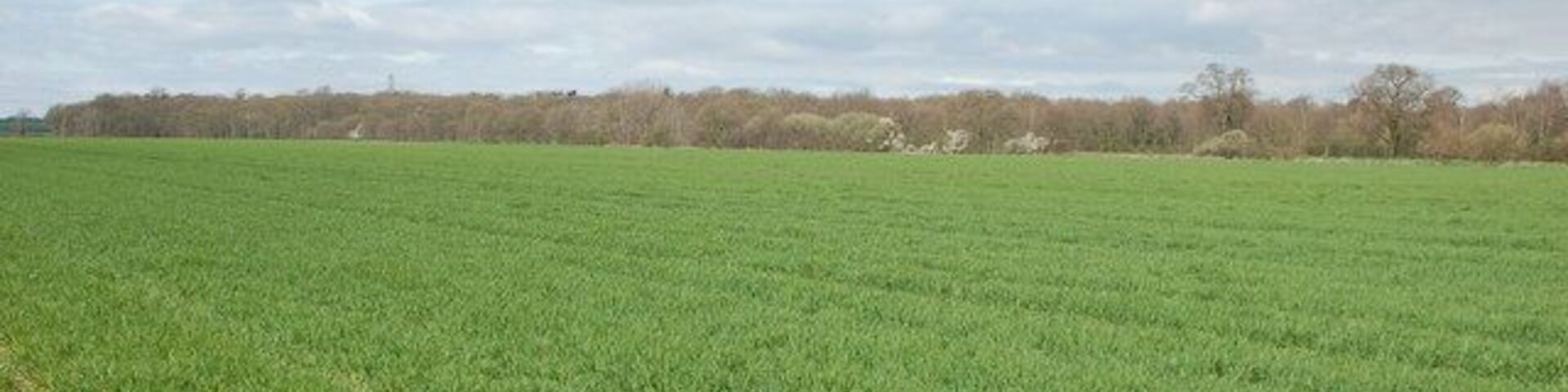 Um vasto campo verde com uma linha de árvores ao longe sob um céu nublado.