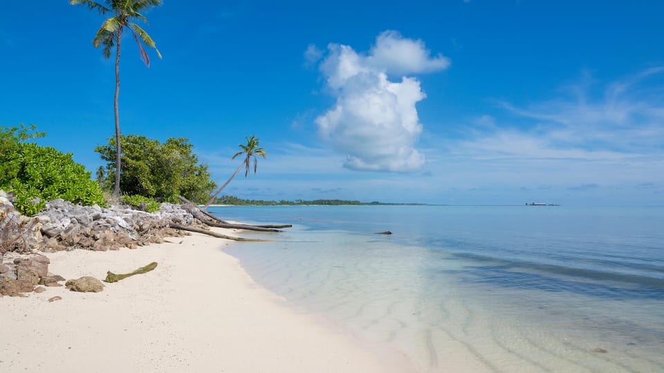 A beach with clear turquoise water, white sand, and palm trees.