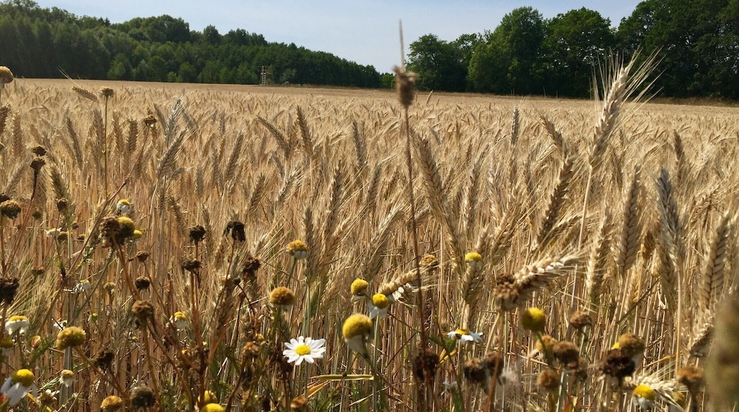 Wheat fields on the walk to Muskan Lake from Overfors Street in Ösmo, Sweden.