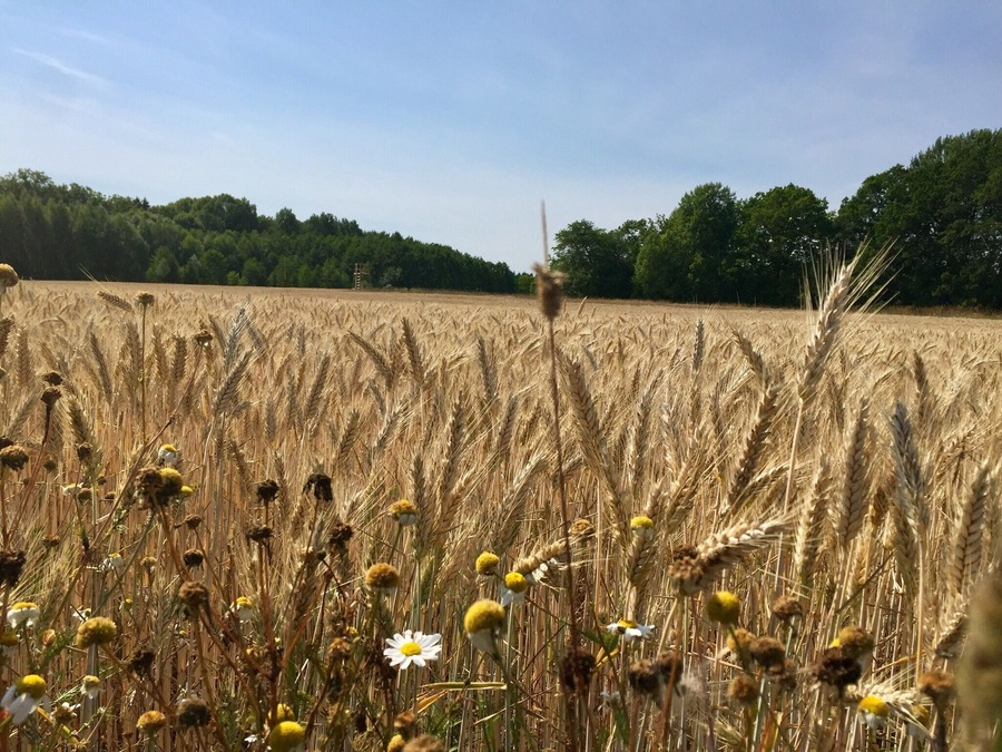 Wheat fields on the walk to Muskan Lake from Overfors Street in Ösmo, Sweden.